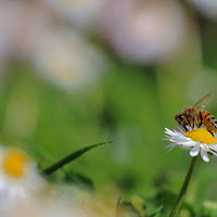 Aprile in giardino di 