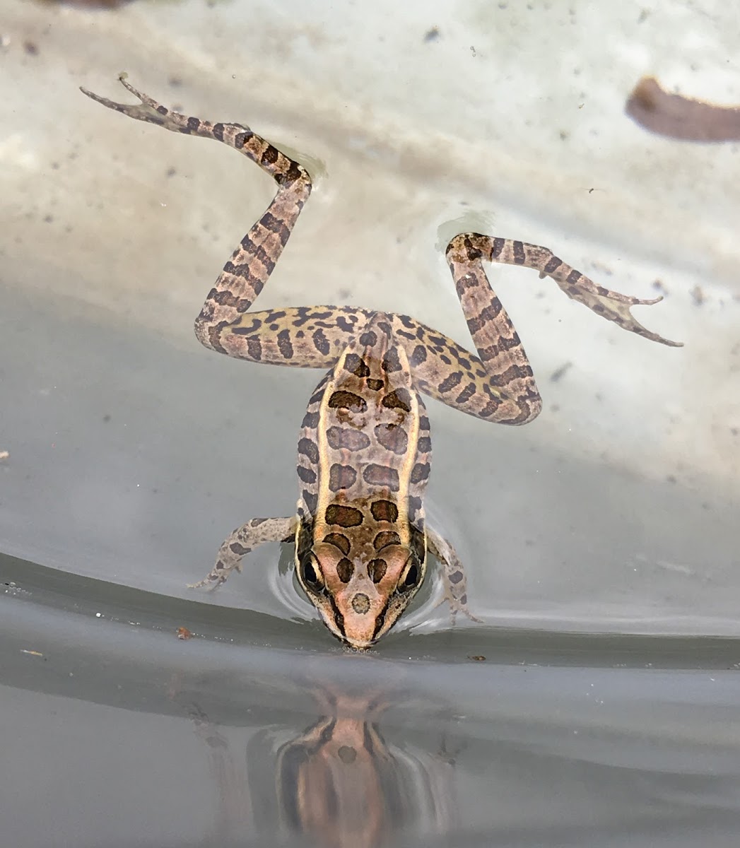 Pickerel Frog