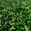 Grass field Wallpaper