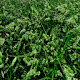 Grass field Wallpaper