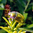 Escarabajo metálico dorado