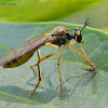 Small Yellow-legged Robberfly