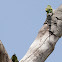 Red-breasted Parakeet