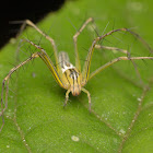 Lynx Spider