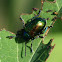 Dogbane Leaf Beetle