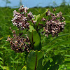 Common Milkweed