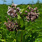 Common Milkweed