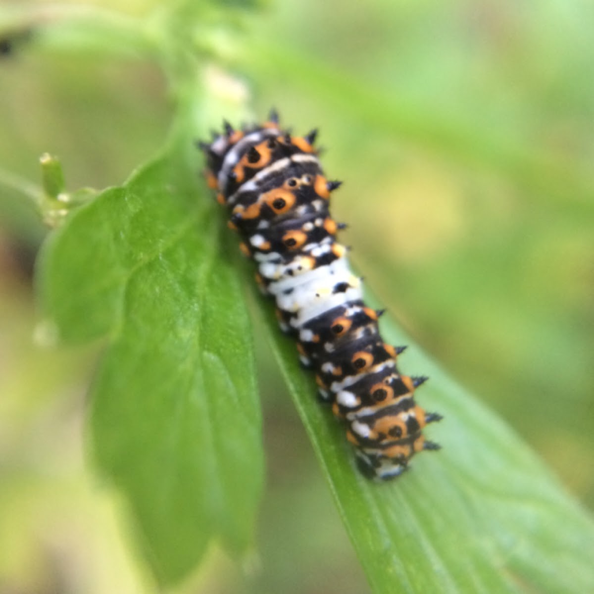 Eastern Black Swallowtail