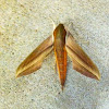 Sphinx moth.