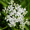 European dwarf elder (Σαμούκος ο έβουλος)