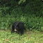 American Black Bear