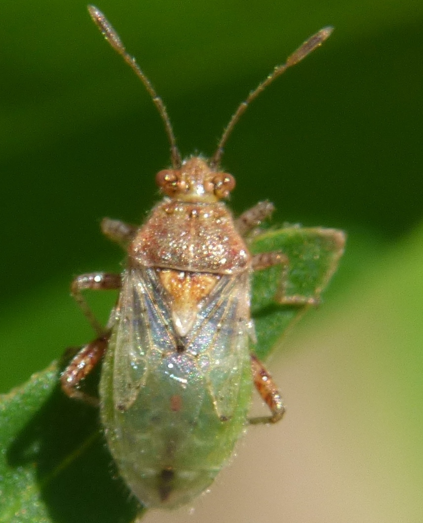 Scentless Plant Bug