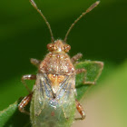 Scentless Plant Bug