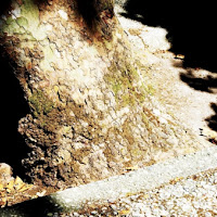 Nella tana del bianconiglio di 