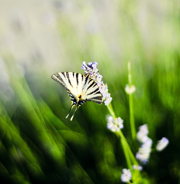 Throw the flow di gabridreams