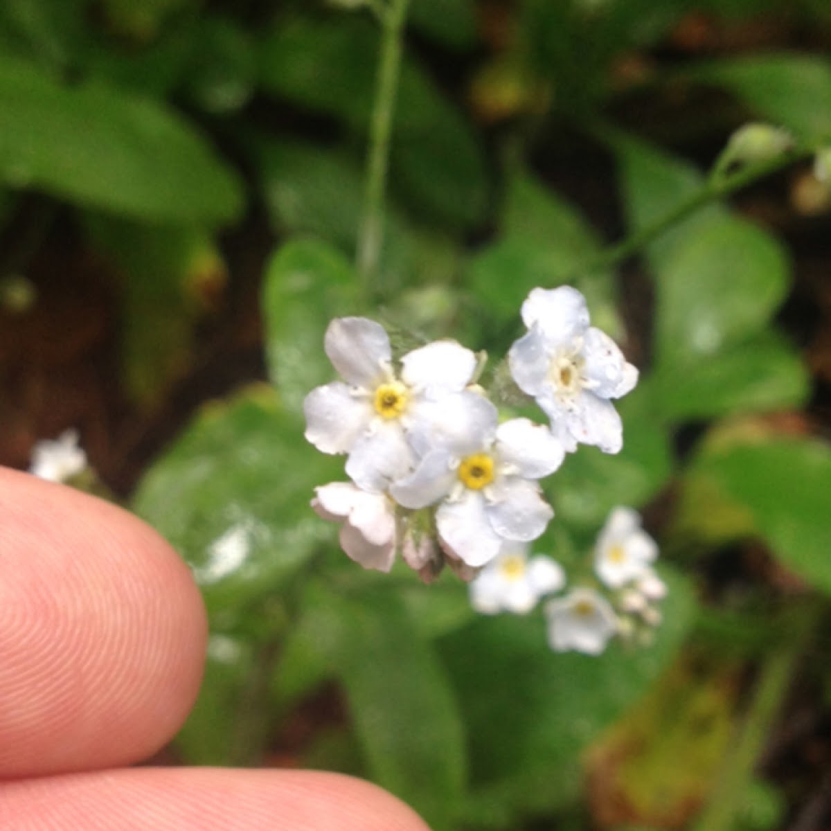 Forget-me-not