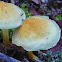 Sulphur Tuft