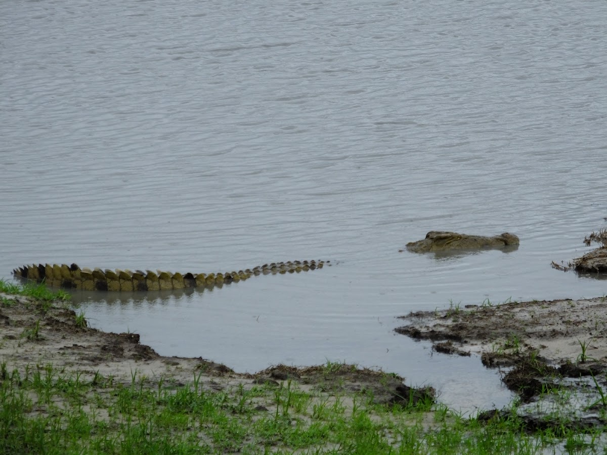 Nile crocodile