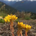 Lance-leaved stonecrop