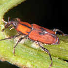 Palm weevil