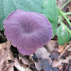 Amethyst Deceiver Mushroom