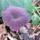 Amethyst Deceiver Mushroom