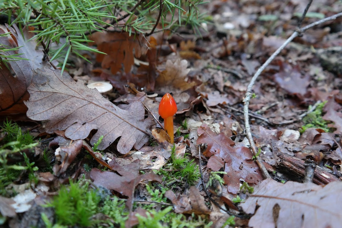 Witch's hat, Conical wax cap, Conical slimy cap