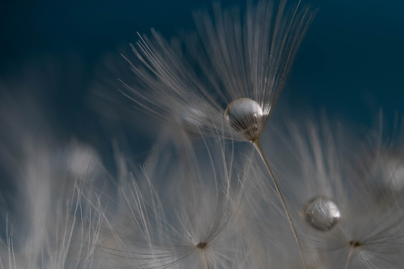 Dandelion  di adimar