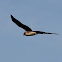 Northern Harrier