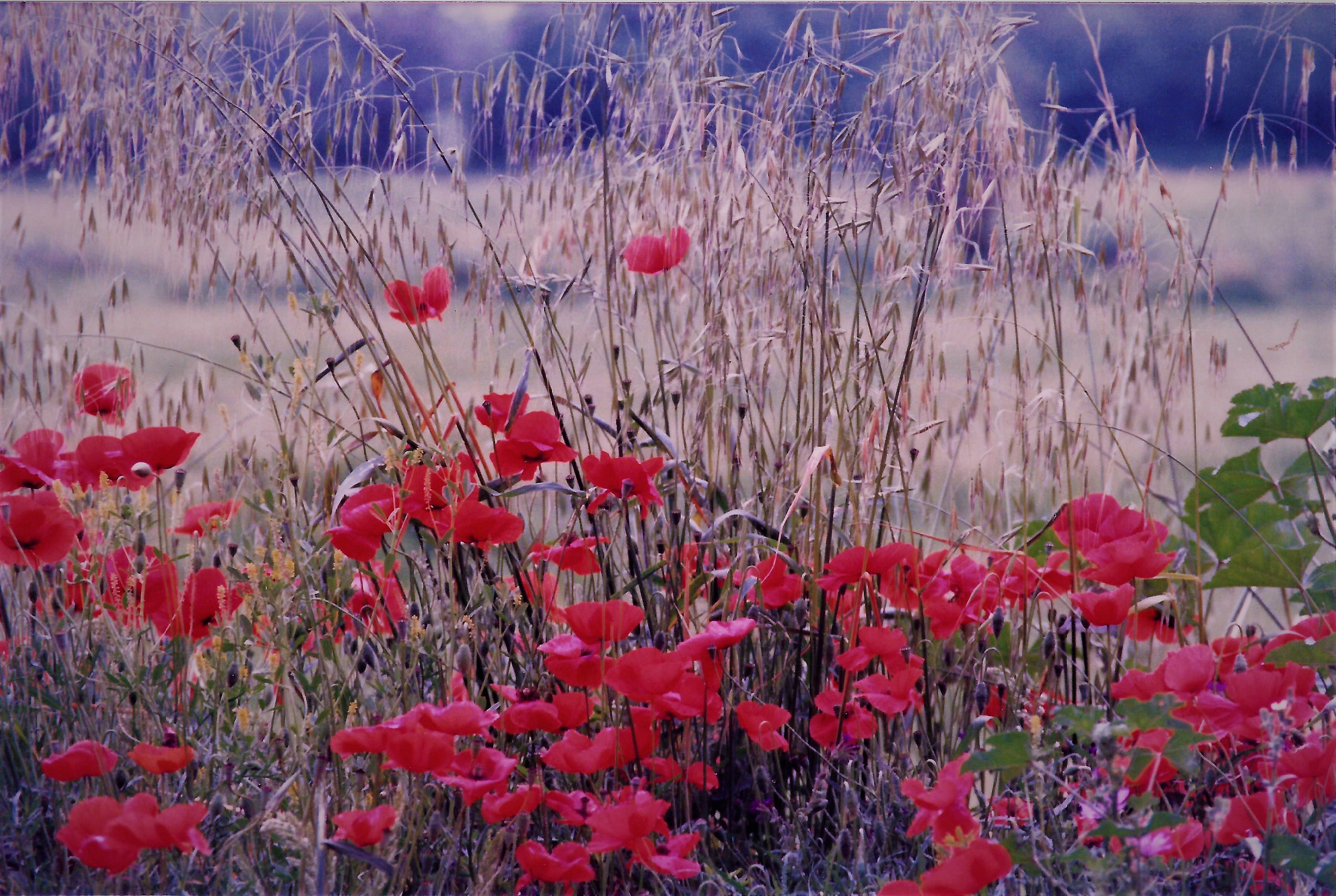 Fiori di RITROB