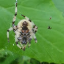 Shamrock Orbweaver