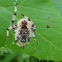 Shamrock Orbweaver