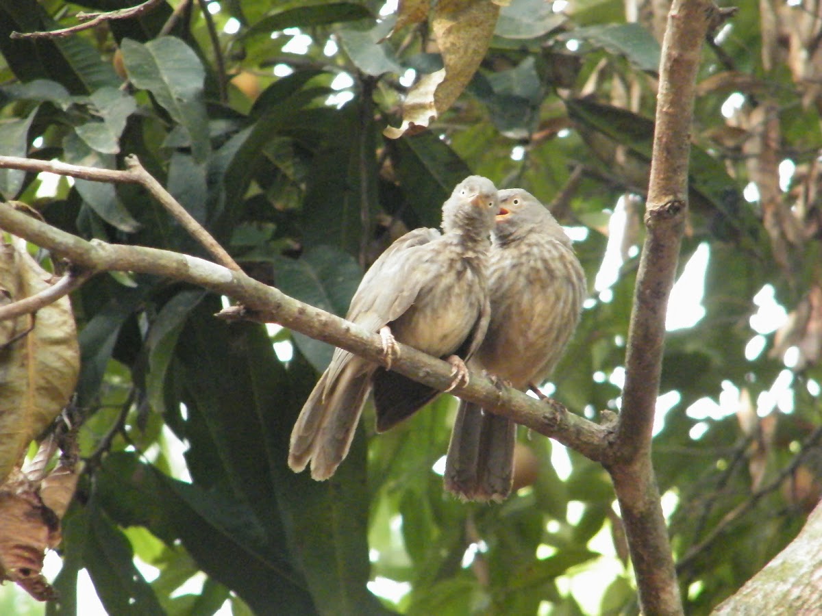 Jungle Babbler