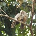 Jungle Babbler