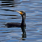 Great Cormorant