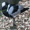 Blacksmith Lapwing