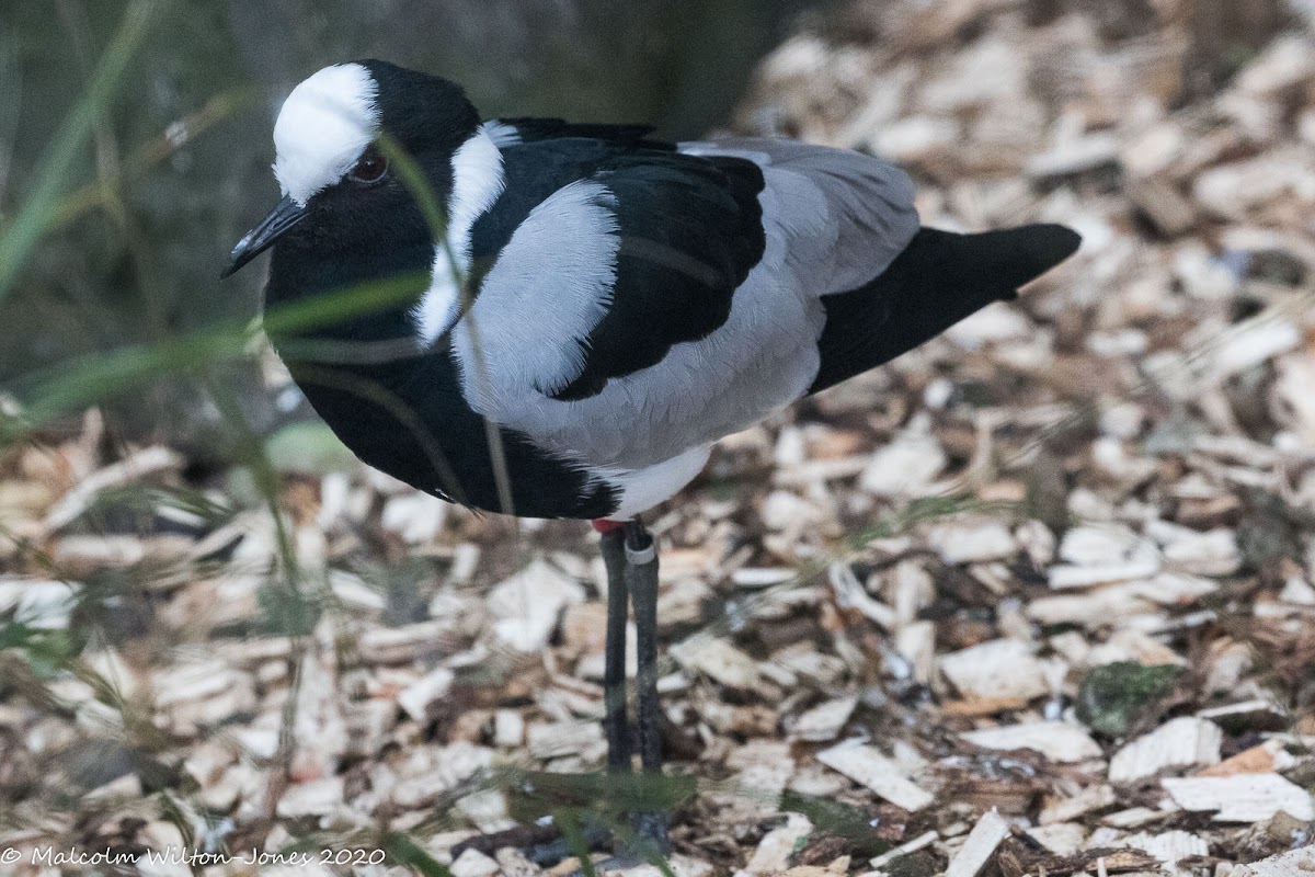 Blacksmith Lapwing