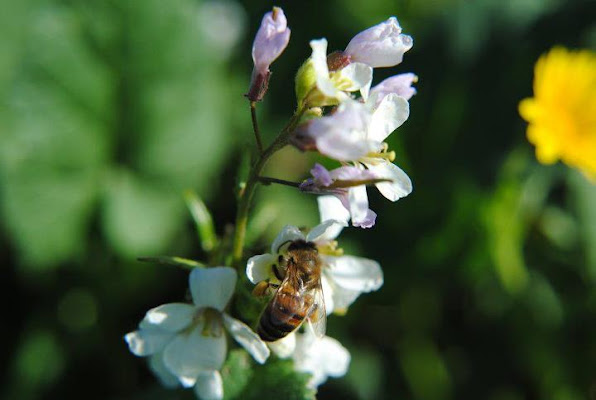 Impollinazione di jadaspy