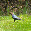 Brown-headed Cowbird