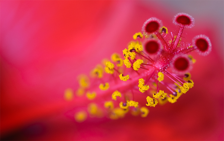 Poesia di un fiore di Loredana Pagana