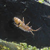 Elongate-bodied Springtail ♀