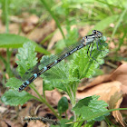 Damselfly