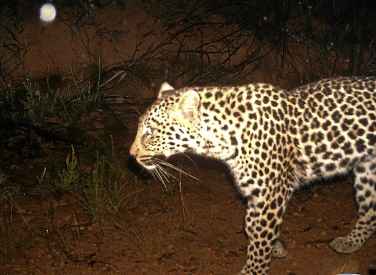 A Cape leopard on a wine farm in the Helderberg region photographed by a wildlife camera.