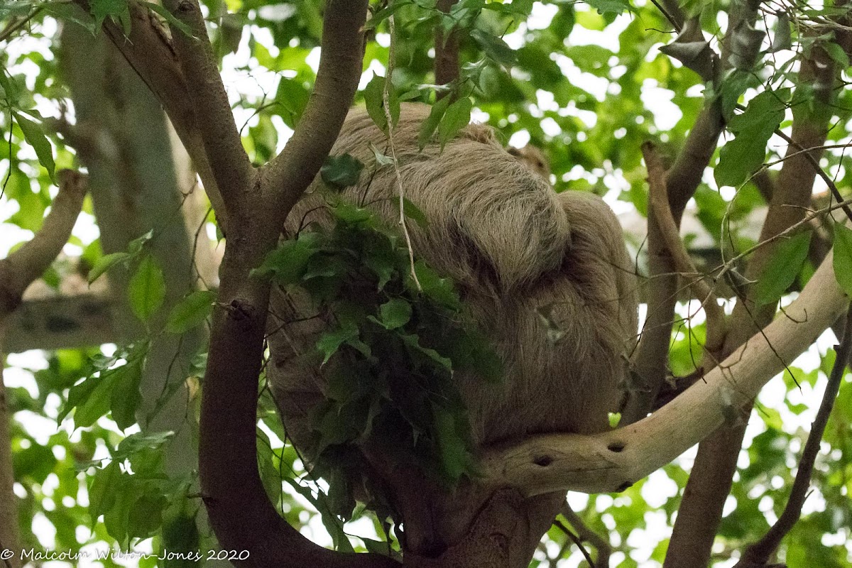 Hoffmann's Two-toed Sloth