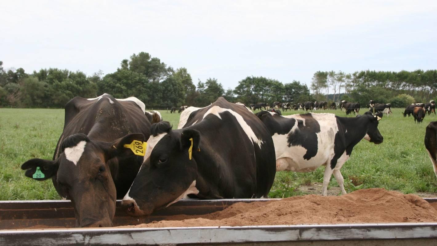 Dairy industry under fire over palm kernel imports | Stuff.co.nz