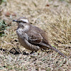 Sabiá-do-campo (Chalk-browed Mockingbird)