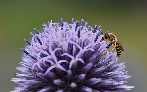 Bee and flower