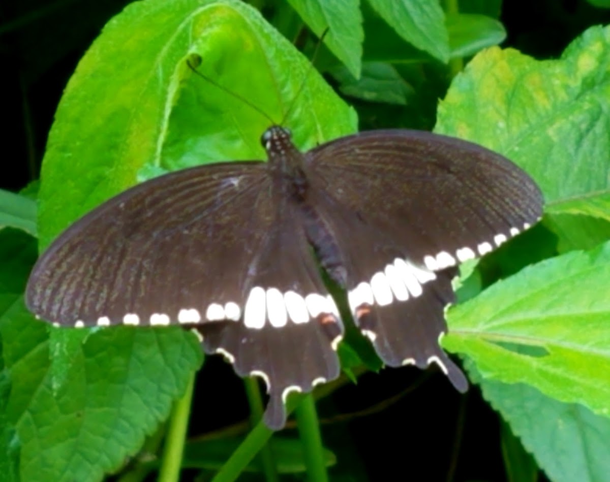 Common mormon Male