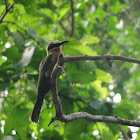 White Fronted Bee Eater