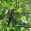 White Fronted Bee Eater